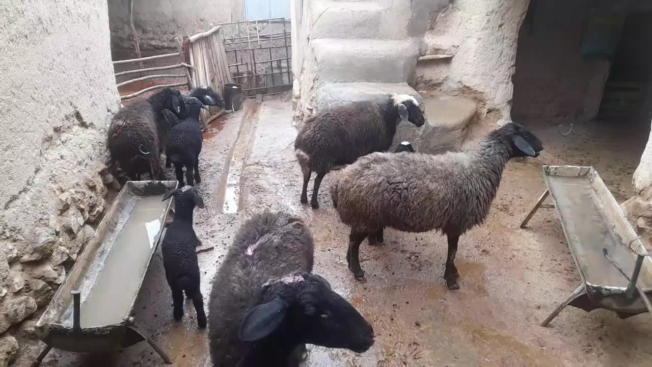 میش بره گوسفند|حیوانات مزرعه|ساوه, |دیوار