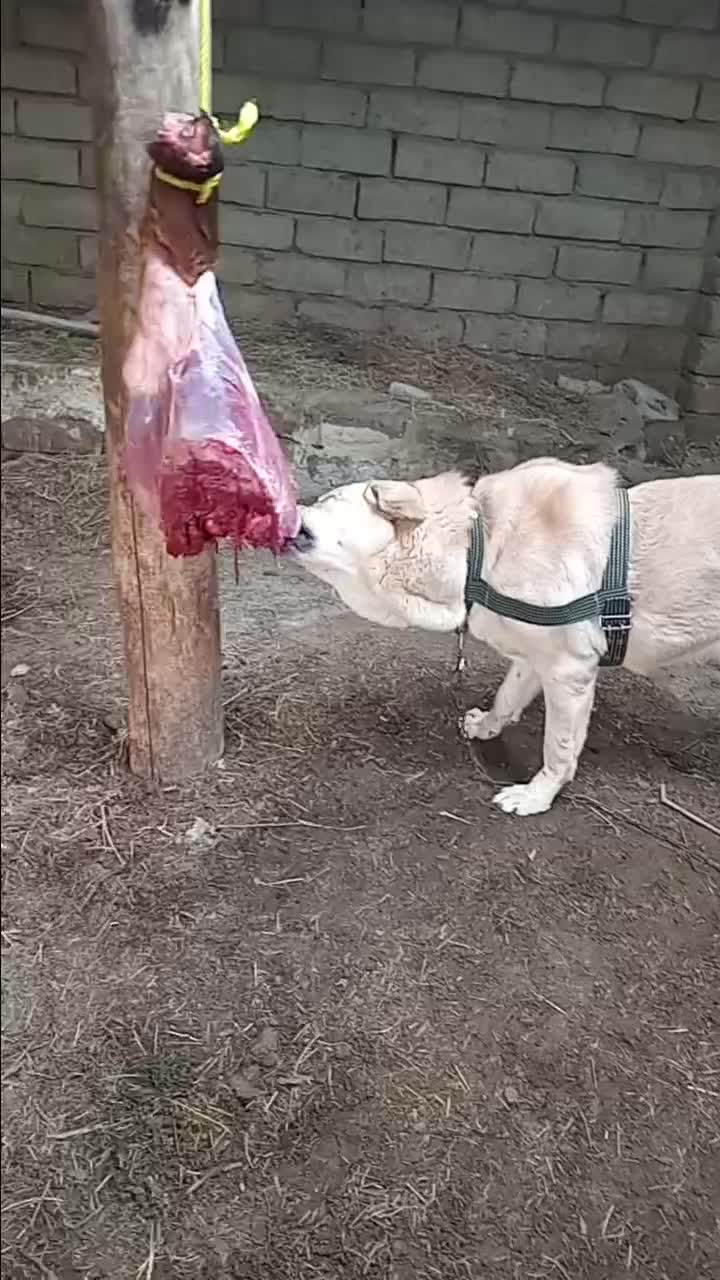 دزدیده شوده|حیوانات|انزل, |دیوار