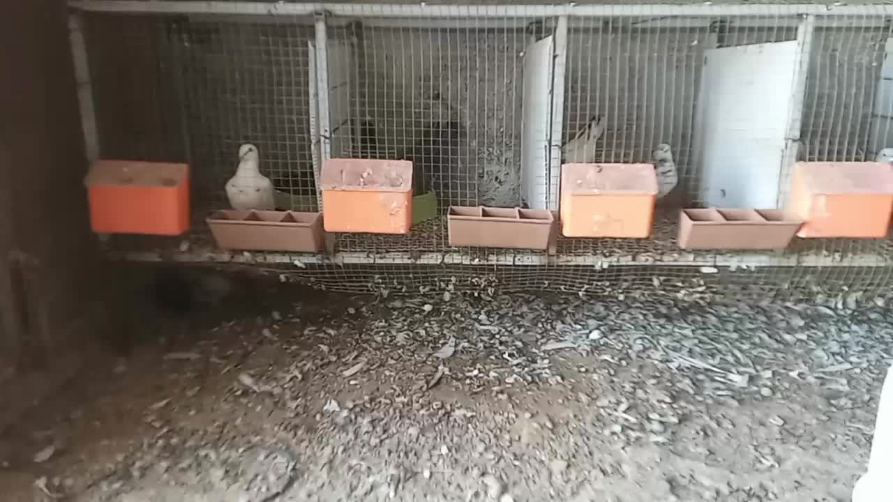 کبوتر جفت خون آبپخش|پرنده|آبپخش, |دیوار