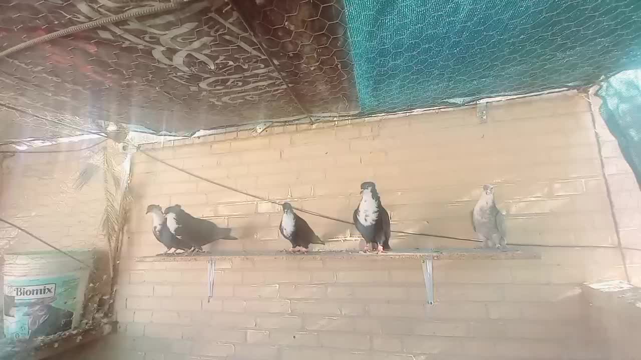 کفتر فروشی کرباتی|پرنده|بهرمان, |دیوار