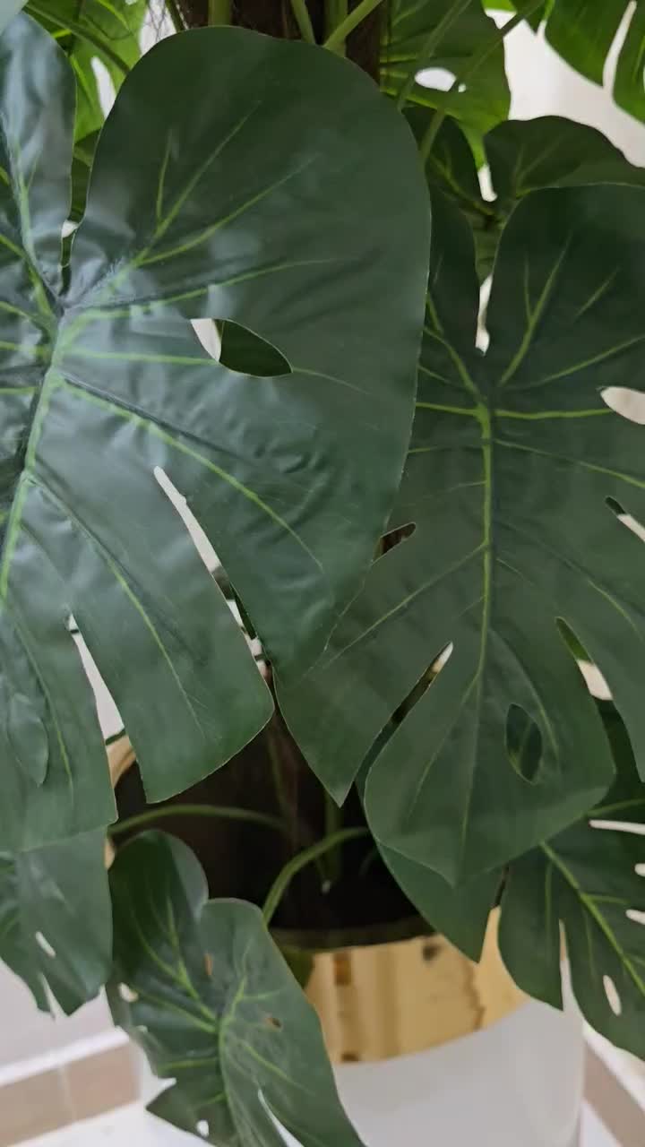 درخت مصنوعی برگ انجیری وارداتی ۲ متری بدون گلدان|گل مصنوعی|بندرعباس, |دیوار