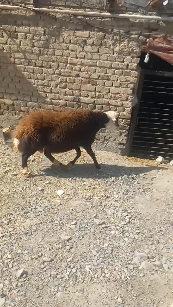 گوسفند|حیوانات مزرعه|سیلاخور, |دیوار