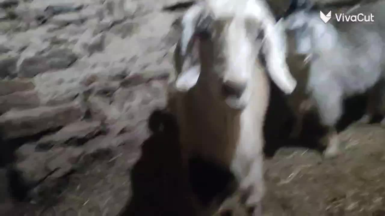 دو عدد گیسک ماده و یک عدد بز جوان|حیوانات مزرعه|مریوان, |دیوار