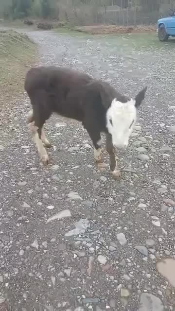 گاو|حیوانات مزرعه|واجارگاه, |دیوار