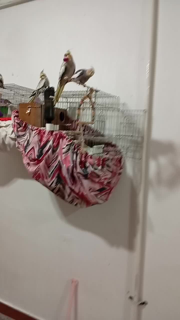 عروس هلندی دستی|پرنده|اندیمشک, |دیوار