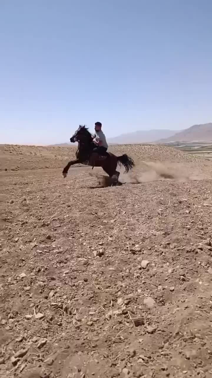 اسب ..|اسب و تجهیزات اسب‌سواری|داران, |دیوار