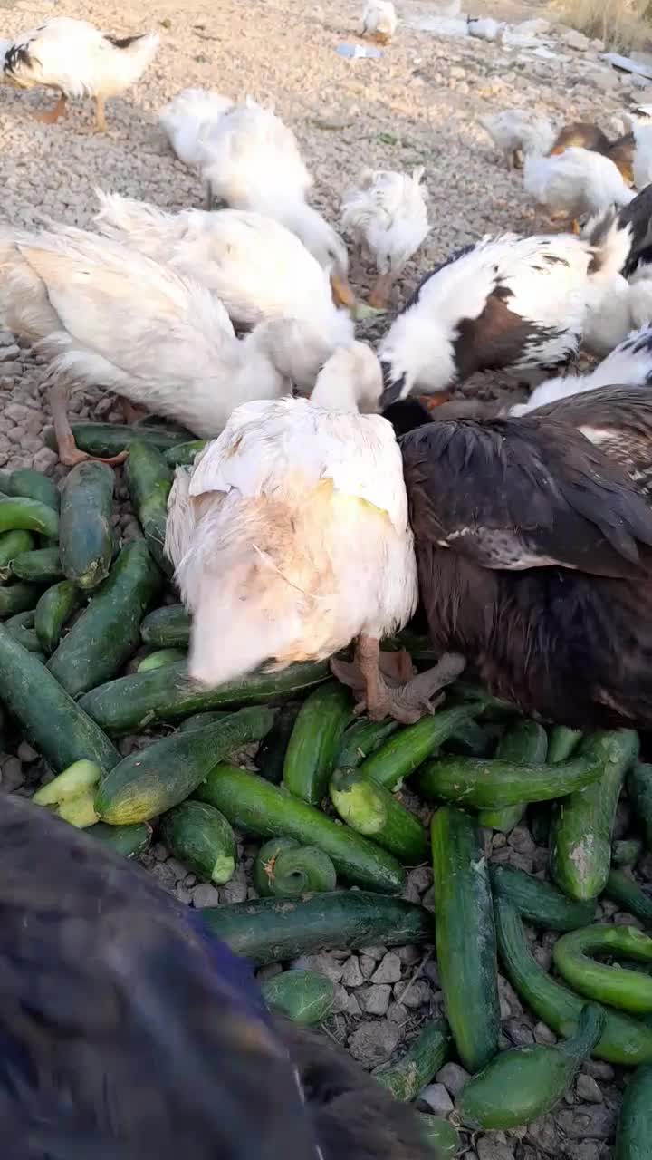 اردک|حیوانات مزرعه|یاسوج, |دیوار