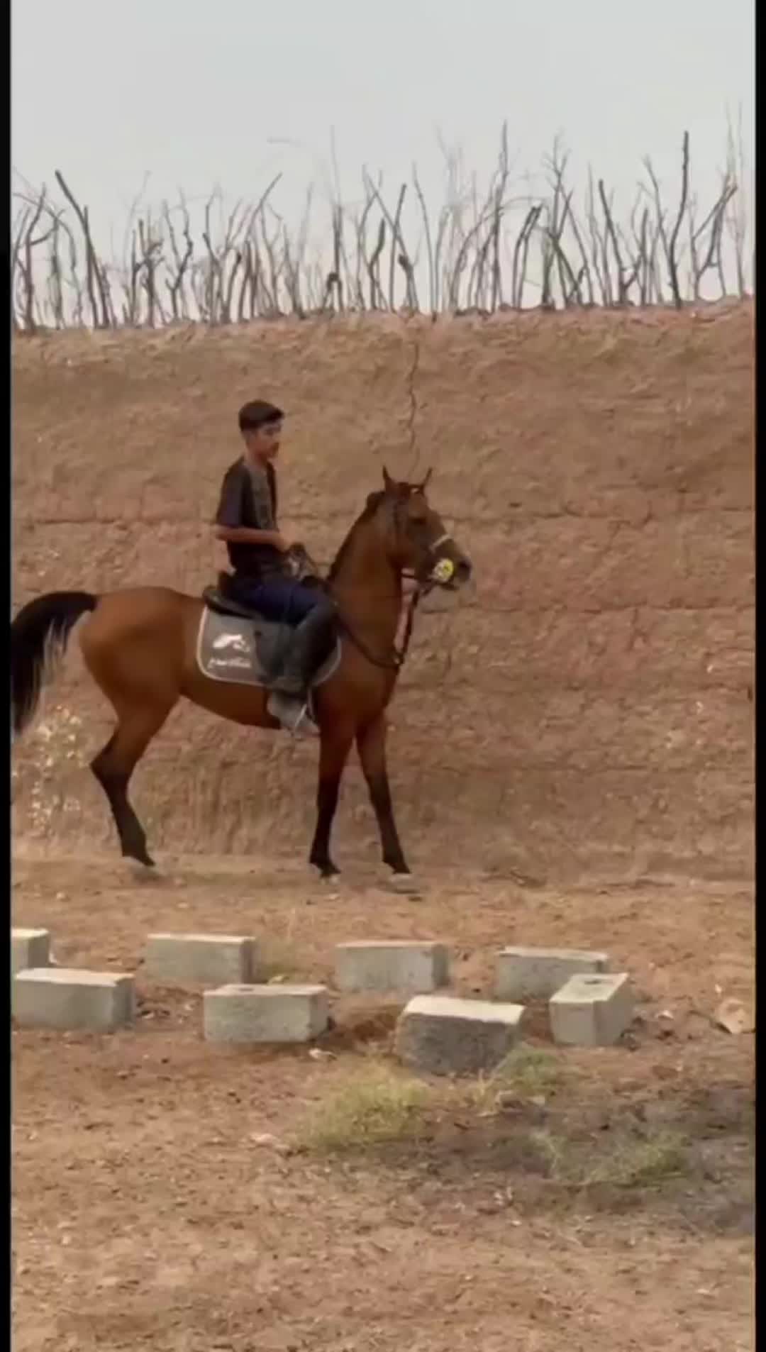 مادیون با کره|اسب و تجهیزات اسبسواری|رفسنجان, |دیوار