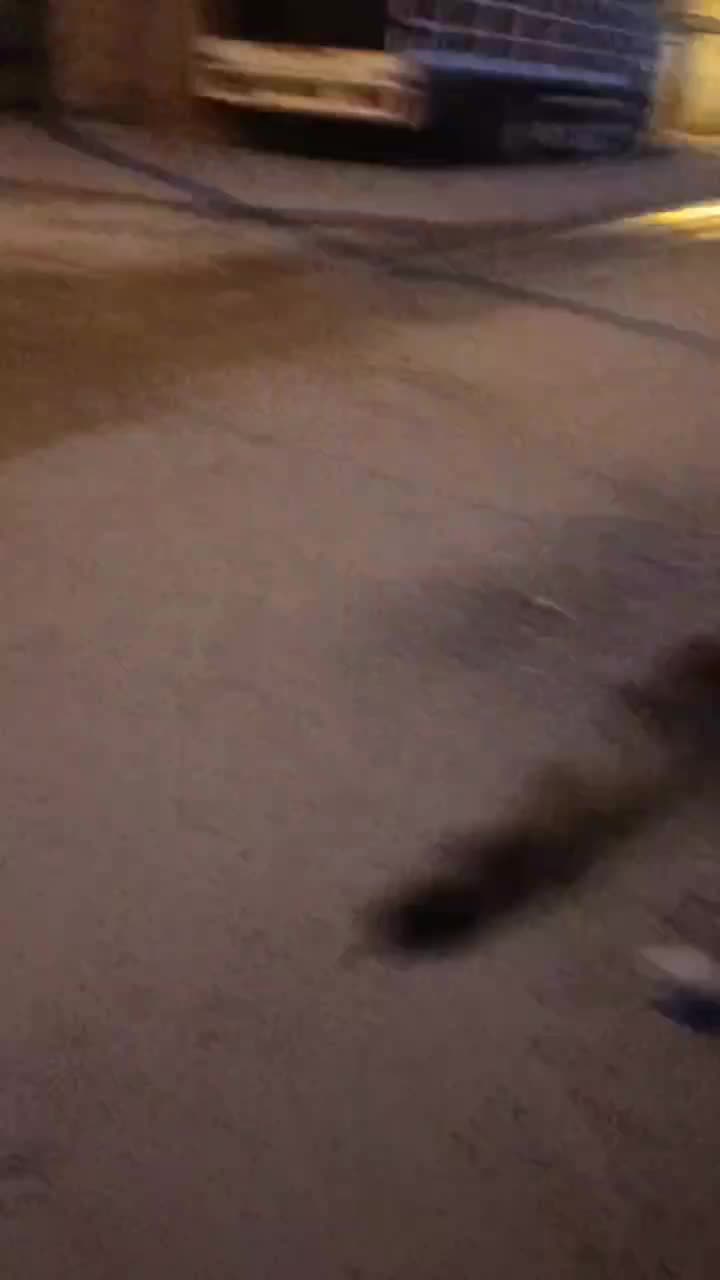 فروش سگ ژرمن شپرد|سگ|گلوگاه, |دیوار