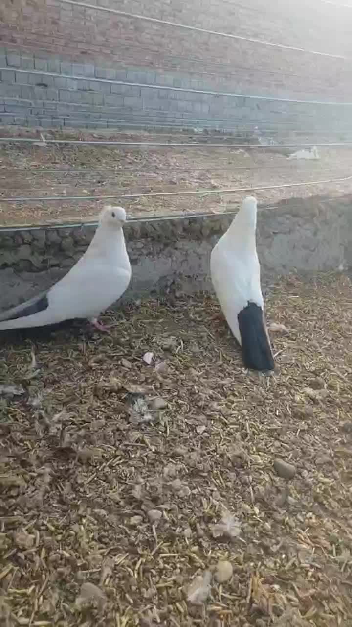 3 جفت دمبی|پرنده|ملکان, |دیوار