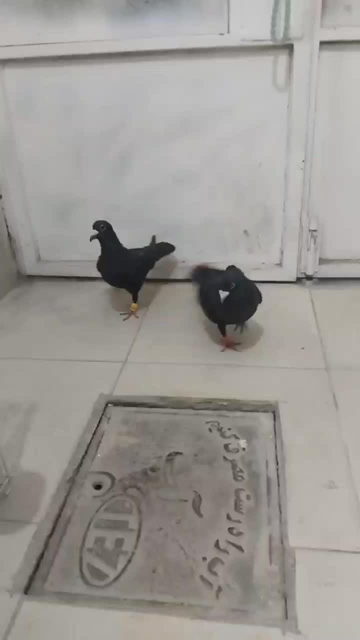 پشت گراف ماده|پرنده|رادکان, |دیوار