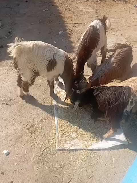 فروش 2 کهره درشت پاکستانی و2کهره ماده ویک کهره نر|حیوانات مزرعه|بهبهان, |دیوار