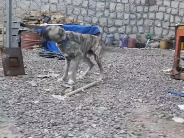 واگذاری سگ|سگ|قزوین, |دیوار