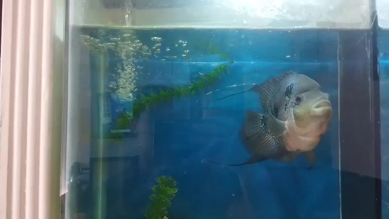 ماهی فلاور|ماهی|مشهد, شهرک مهر آباد|دیوار