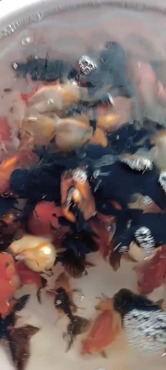 گلدفیش ۳.۵ الی ۴ اینچ|ماهی|ساری, |دیوار