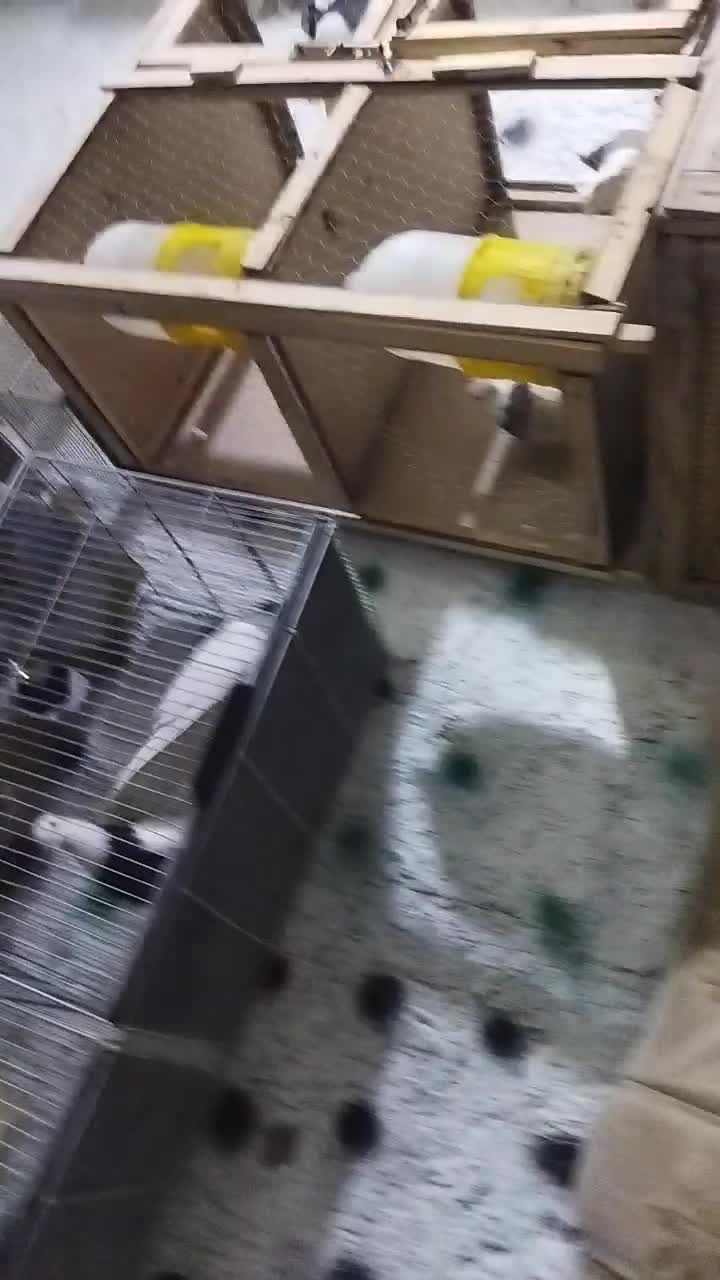 کفتر  شاپرک|پرنده|بهمن صغاد, |دیوار