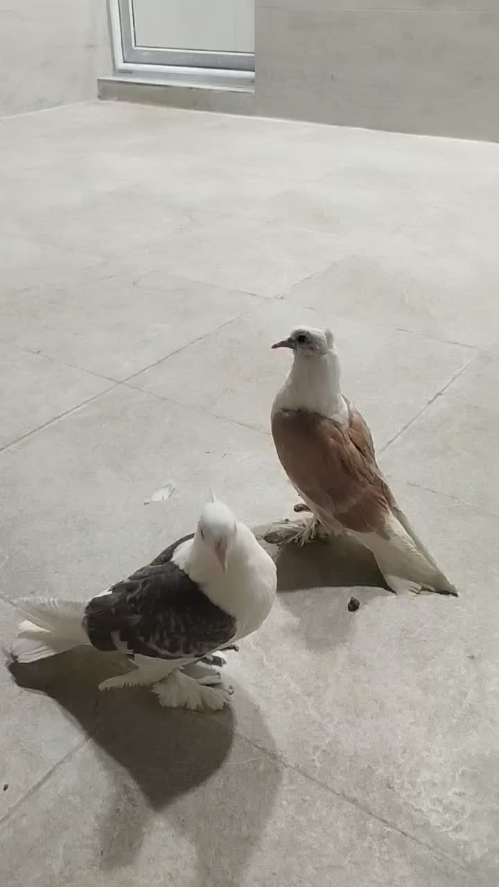 کفتر|پرنده|قم, شهر قائم|دیوار