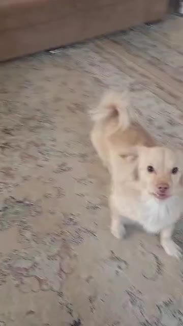 واگذاری|سگ|پردیس, فاز ۱۱|دیوار