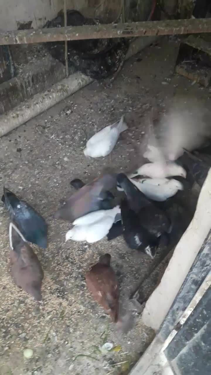 کبوتر|پرنده|قم, هفت تیر|دیوار