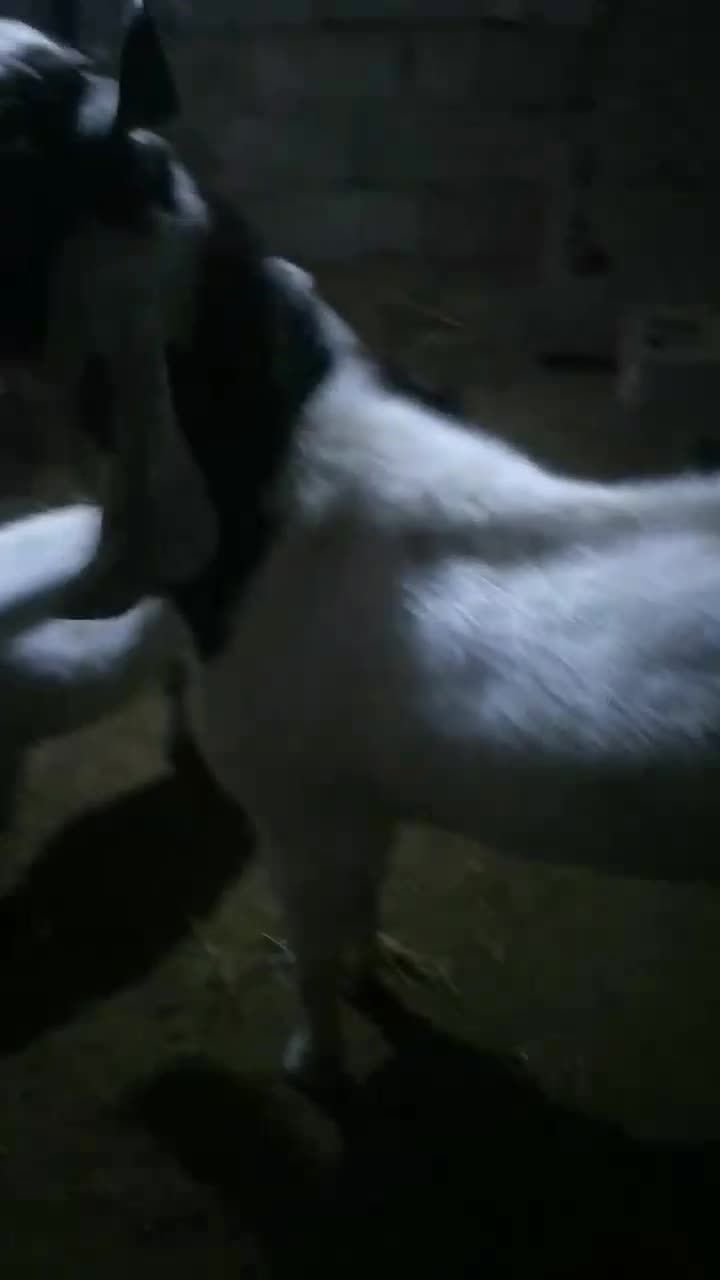 نربز گلابی پاکستانی|حیوانات مزرعه|شاهرود, |دیوار