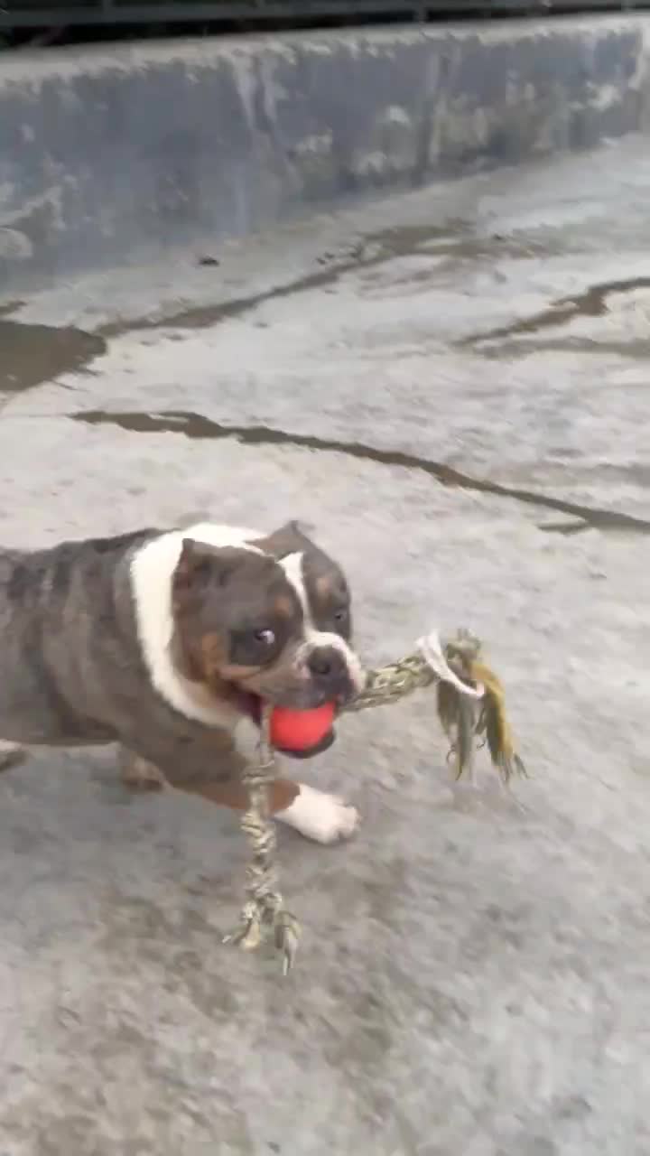 بول امریکن|سگ|بومهن, |دیوار