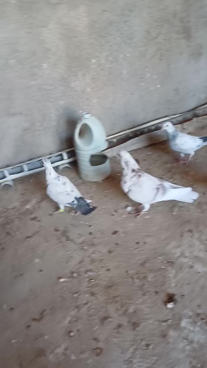 سه عددجوجه کاغذی|پرنده|اسفراین, |دیوار