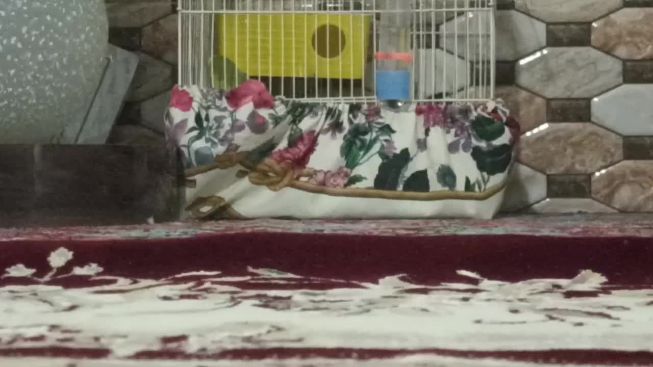 مرغ عشق جوان|پرنده|کوهدشت, |دیوار