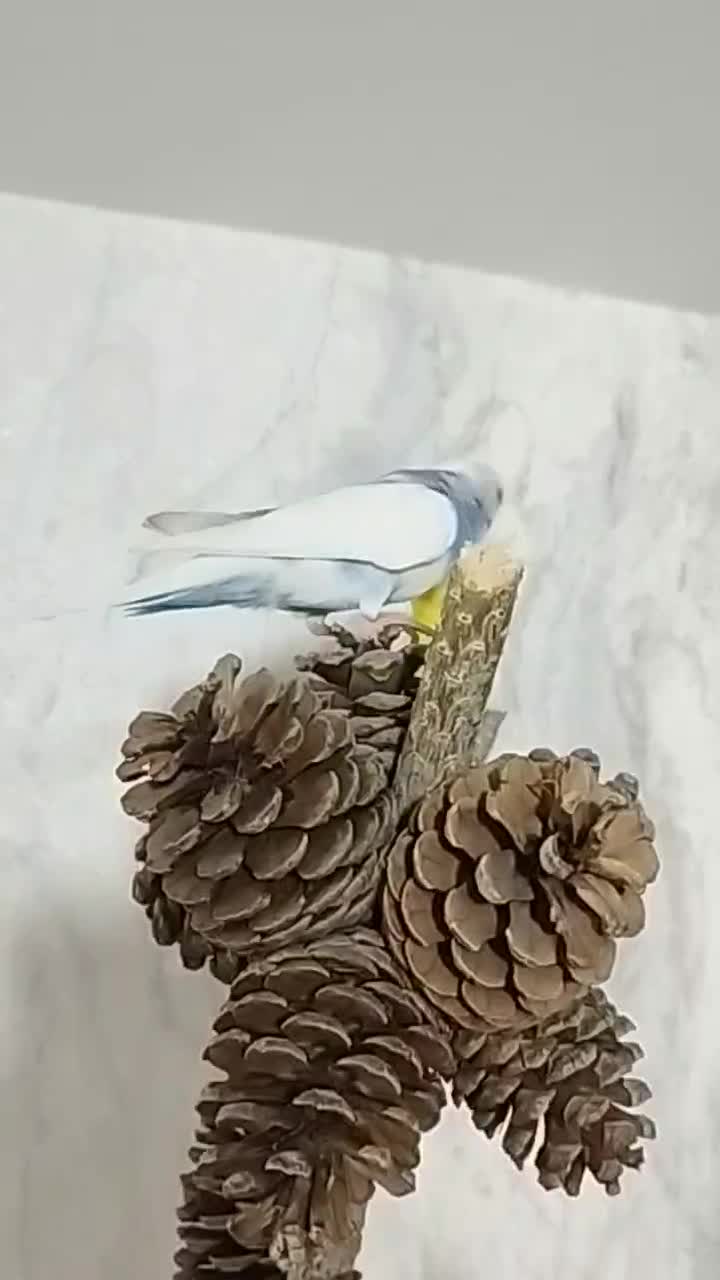 مرغ عشق|پرنده|هشتگرد, فاز ۱ مهستان|دیوار