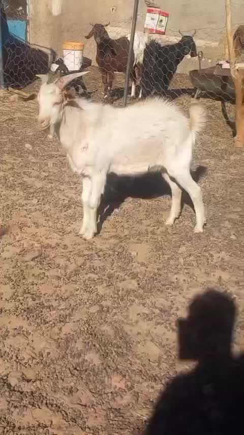 ۱راس بزغاله نر سانن|حیوانات مزرعه|فردوس (خراسان), |دیوار