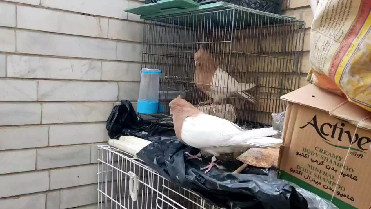 کله زرد|پرنده|شاهینشهر, عطار|دیوار