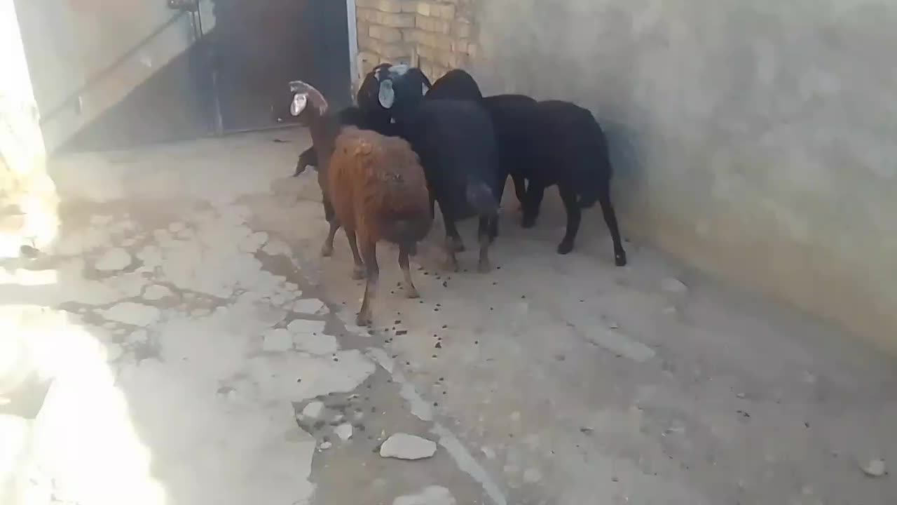 فروش۵راسبرهمادهشیشکقرهقزلافشاریلخت|حیوانات مزرعه|کنگاور, |دیوار