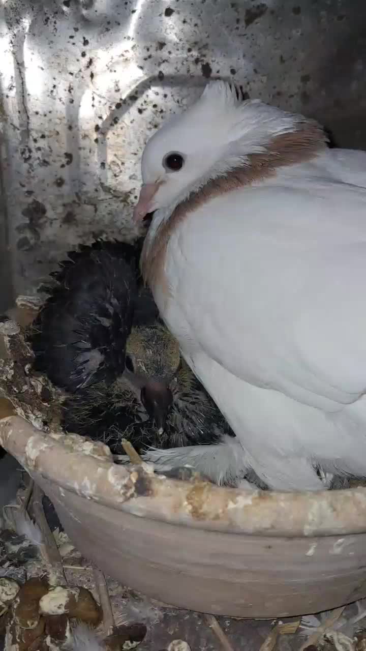 شاهطوطی.گرینچیک.کبوتر.کفتر|پرنده|همدان, |دیوار