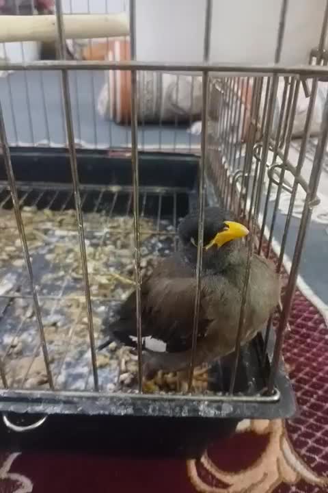جوجه مینا|پرنده|مشکین‌دشت, |دیوار