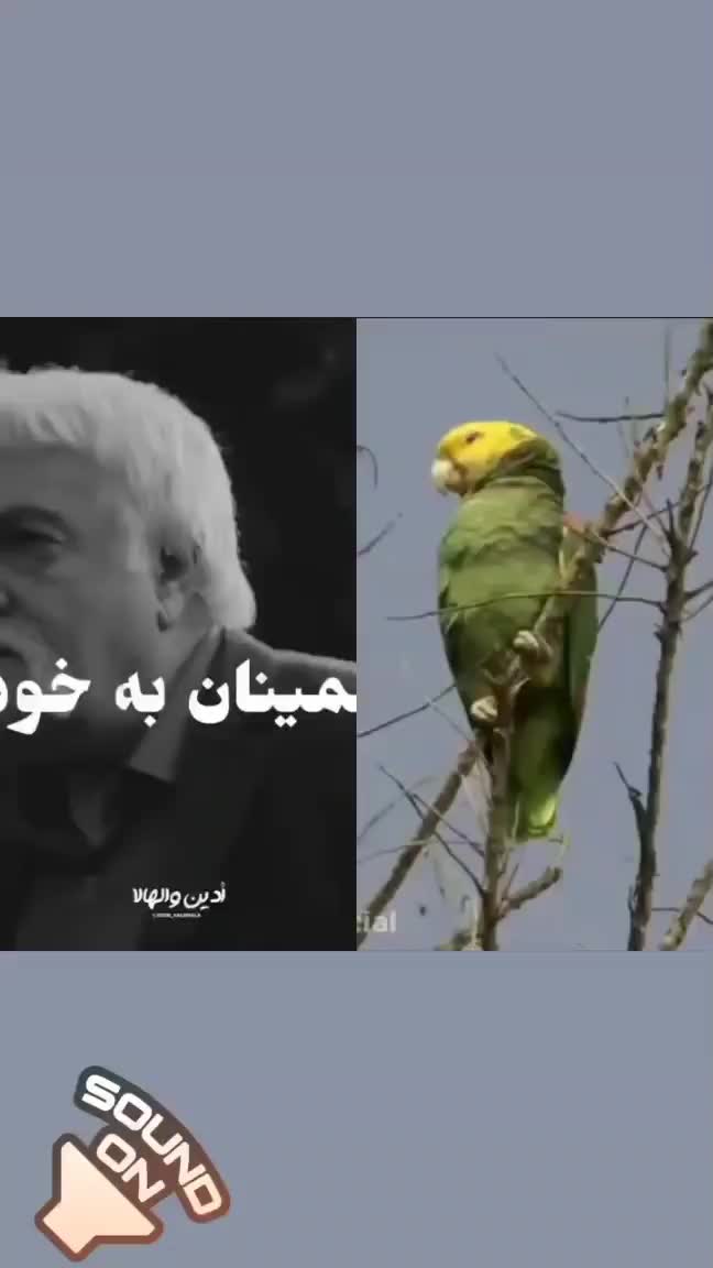 فروش‌انواع‌پرنده‌های‌زینتی‌وکفتر‌|پرنده|قم, شهید صیاد شیرازی|دیوار
