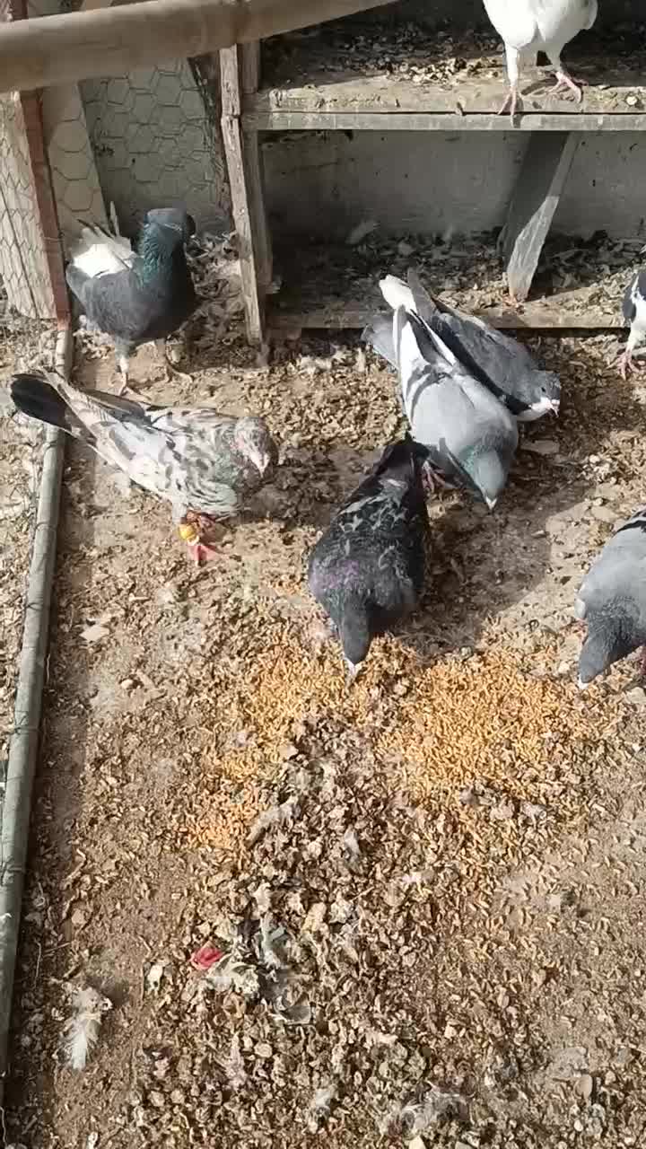 کبوتر|پرنده|بوئین زهرا, |دیوار