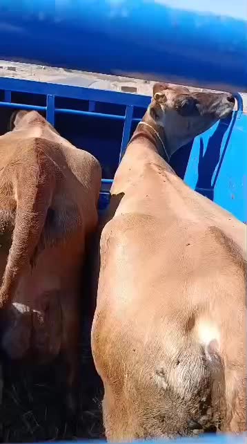 حمل دام، گاو و گوساله و اسب و شتر،گوسفندوبز|خدمات حمل و نقل|اسلام‌شهر, ایرین|دیوار