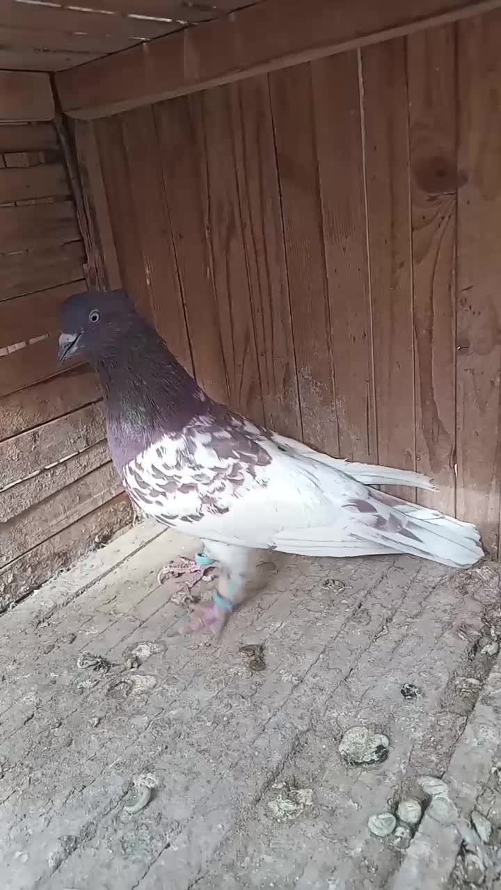 کبوتر|پرنده|آباده, |دیوار