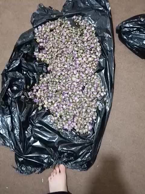 گل محمدی|گل و گیاه طبیعی|یاسوج, |دیوار