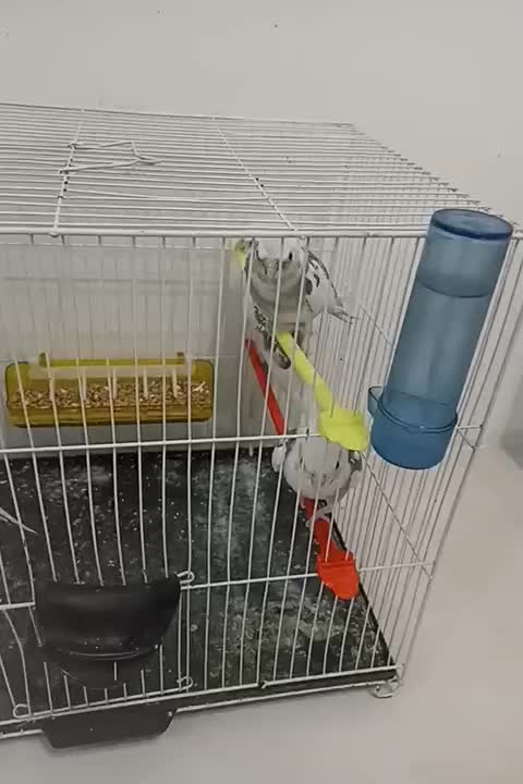 عروس هلندی دوکت آلبینو  مولد|پرنده|مشهد, امیریه|دیوار