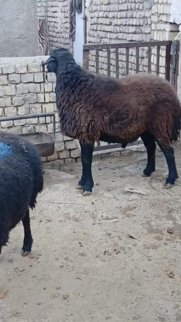 یک راس قوچ و شیشک|حیوانات مزرعه|نوبران, |دیوار