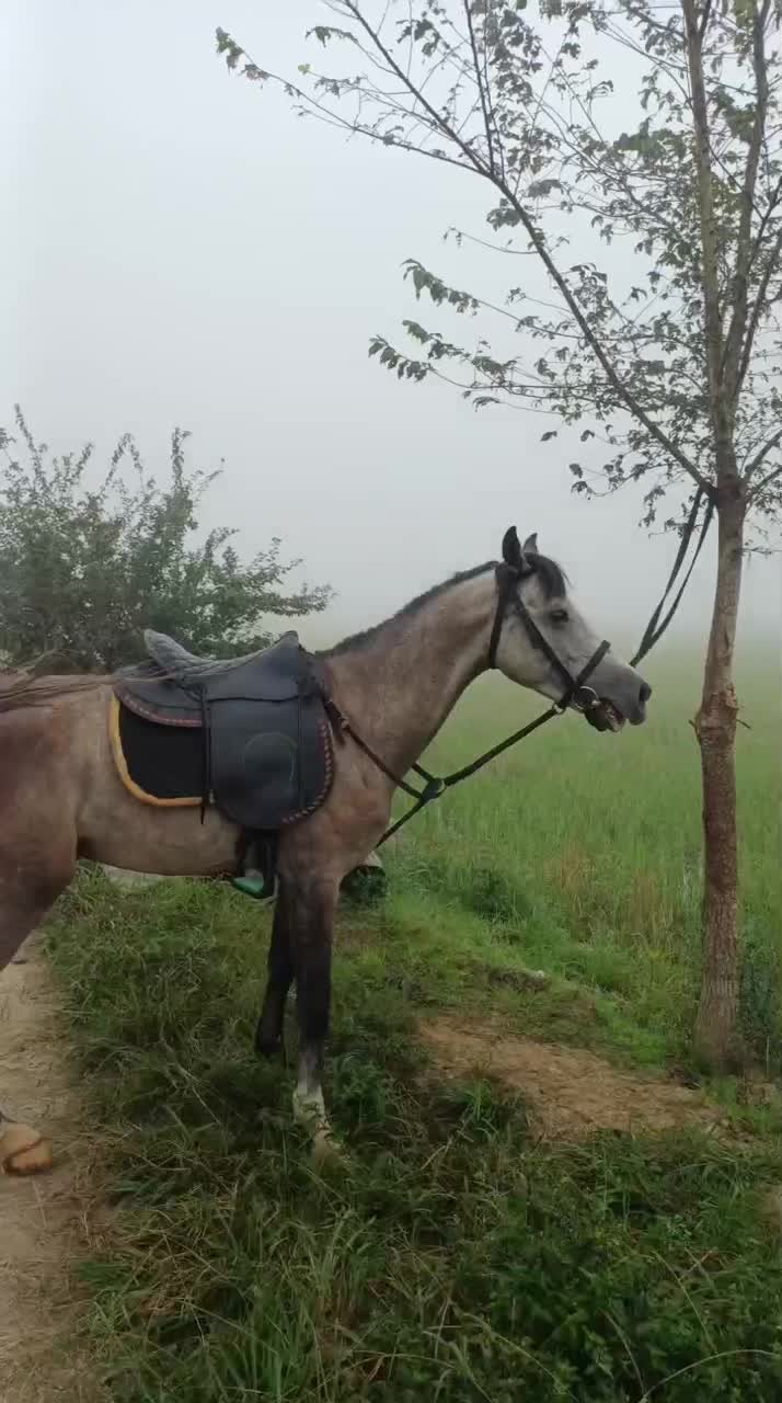 اسب سواری ۶ساله با مدارک و وسایل سوارکاری|اسب و تجهیزات اسبسواری|فومن, |دیوار