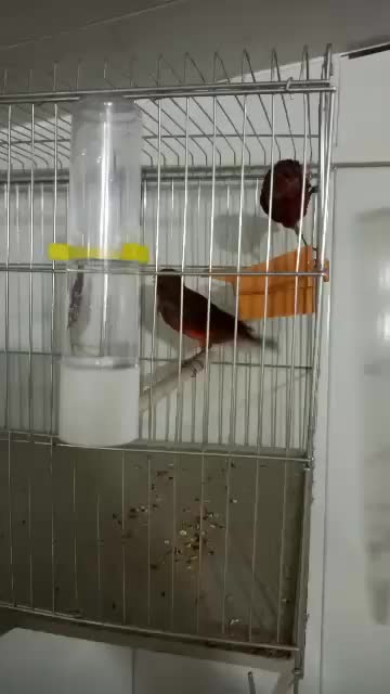 فروش قناری|پرنده|صدرا-فارس, فاز ۱|دیوار