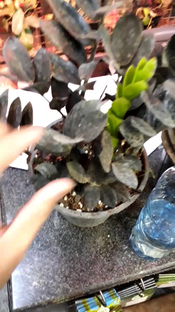 زاموفیلیا سوپر بلک|گل و گیاه طبیعی|باقرشهر, |دیوار