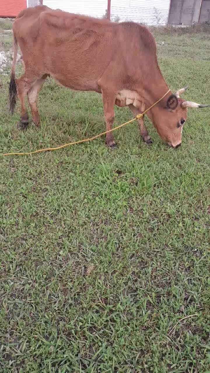 گاو گیل دورگ ۳ماه حامله|حیوانات مزرعه|رشت, حومه رشت|دیوار