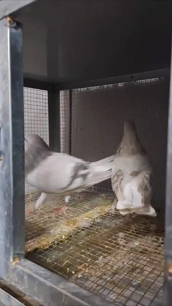 خرقه روس نقره ای|پرنده|اصفهان, عطار نیشابوری|دیوار