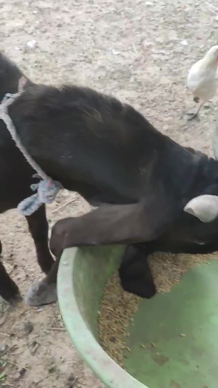 کهره پازنی|حیوانات مزرعه|شبانکاره, |دیوار