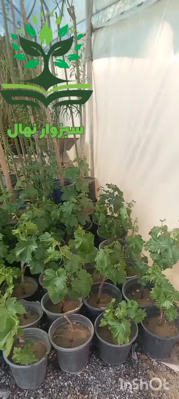 نهال موندراپ ( sabzevarnahal)|گل و گیاه طبیعی|سبزوار, کهنه آب|دیوار