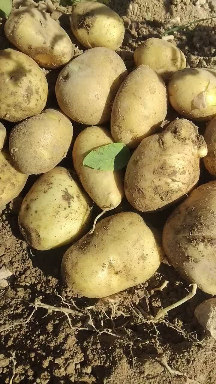 سیب زمینی اسپریت|خوردنی و آشامیدنی|زاغه, |دیوار