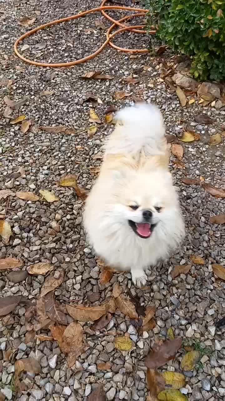 واگذاری پامر|سگ|پرند, فاز ۶|دیوار