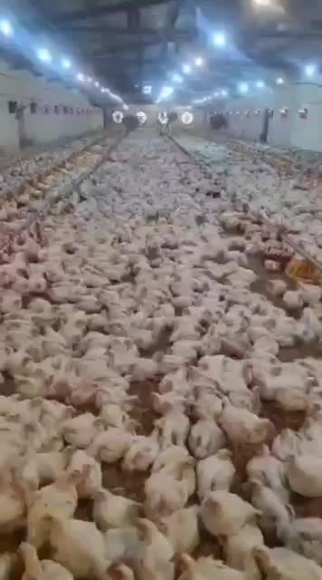 فروش مرغداری 41 هزار قطعه/ فول اتوماتیک|فروش دفتر صنعتی، کشاورزی، تجاری|ملایر, |دیوار